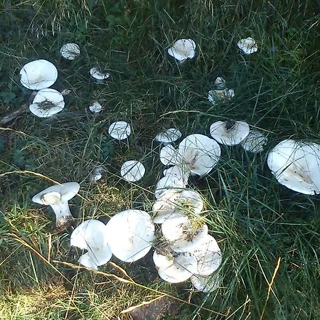 Molí De Fòrnols